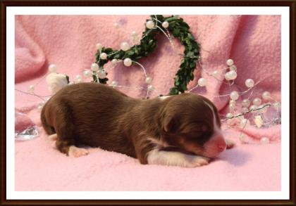 Unsere Mini-Aussie Welpen sind da freu