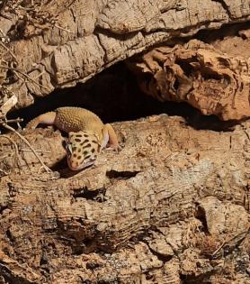 2 weibliche Leopardgecko