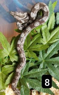 Cay Caulker Boa Belize Nachzuchten