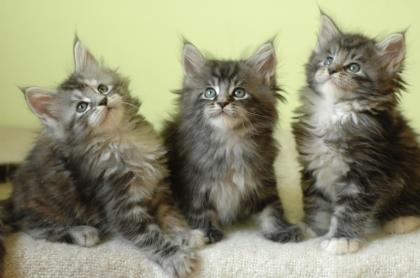5 süße Maine Coon Kitten suchen