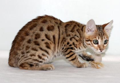 Bengal katzchen mit papiere