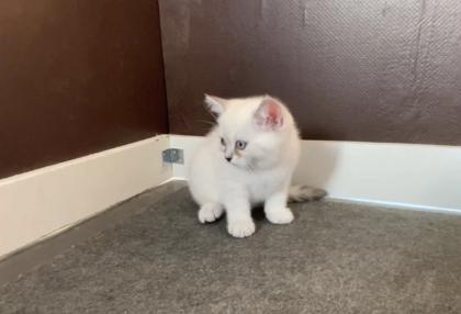 Abgabe bereite BKH blue point kitten Nur 1 männlich übrig