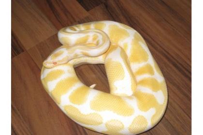 Verkaufe mein 1. 1 Albino High Contrast Regius 2021