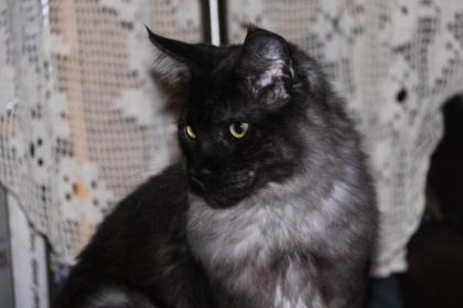 Maine Coon/Sibirische Waldkatzen Babys