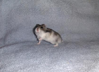 Hamster verschiedene Rassen