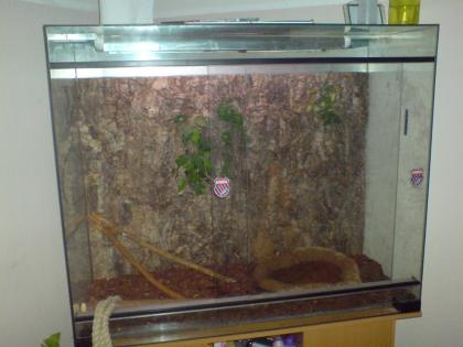 Wasser agamen pärrchen