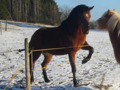 Biete RB auf QH Wallach
