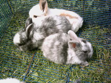 SÜSSE ZWERGKANINCHEN ZU VERKAUFEN