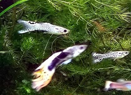 Guppy Mixe, AKTION, 7, 50Euro/ 6 Stck. , Versand