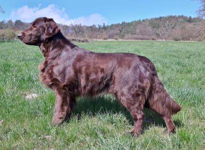 Flatcoated Retriever- Welpen, schwarz und braun, mit Papieren