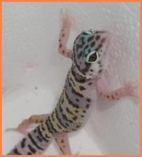 Leopardgeckos, Farbformen