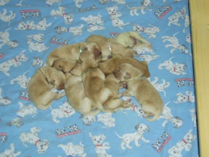 Unsere Golden Retriever Welpen sind am 09. 05. 2021 geboren