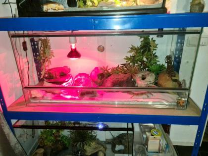 3 Leopardengeckos mit komplettset Terrarium.