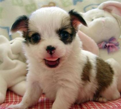Chihuahuas Welpen ab sofort verfügbar AKC