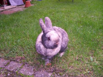 Zwergkaninchen Löwenköpfchen abzugeben