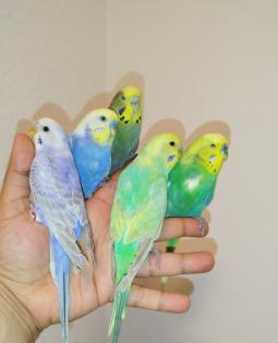 5 super zahm Wellensittiche handzahm Rainbow Vögel Wellis