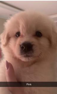 Goldendoodle Medium Samojede