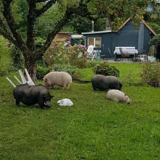 Tierbetreuung