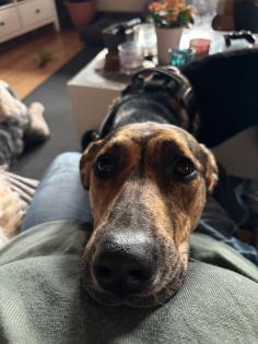 Husky Windhund Bulldoggen Mix super lieb