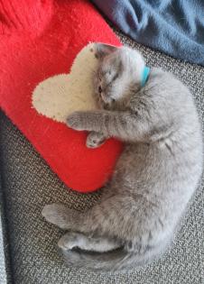 BKH Kitten suchen ein Zuhause