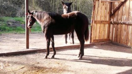 Quarterhorse Stute