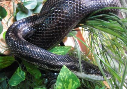 Biete 1. 1 Erdnattern Pantherophis obsoletus