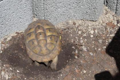 Griechische Landschildkröten NZ 2021