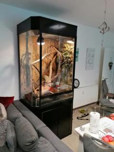Helmbasilik Terrarium
