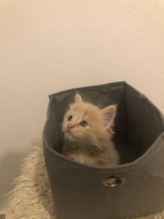 Maine Coon reinrassig