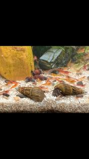 Sulcospira Testudinaria /Schnecken/Fische/Aquarium