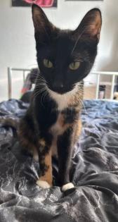 Ruhige, zurückhaltende Katze abzugeben Liebevolles Zuhause gesucht