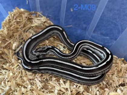 Kornnattern Nachzuchten 2022 - Anery Tessera Motley-x-Striped Sunkissed