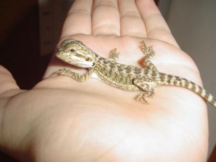 Verkaufe junge Bartagamen Pogona Vitticeps
