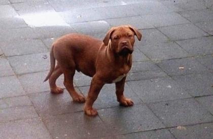 1 Bordeauxdoggen Welpen suchen ein zu Hause