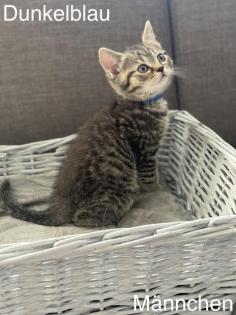 BKH-Silver/Golden Tabby Kitten suchen neues zuhause