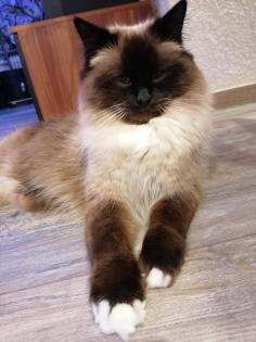 Heilige Birma Deckkater