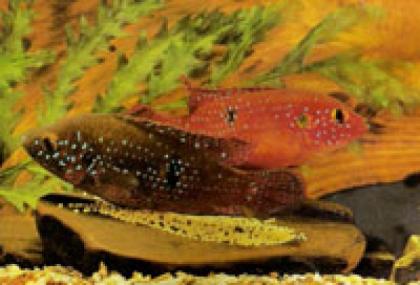 Hemichromis lifalili abzugeben