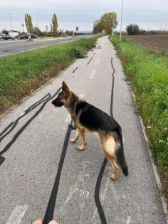 Trixie liebt kuscheln und Spaziergänge
