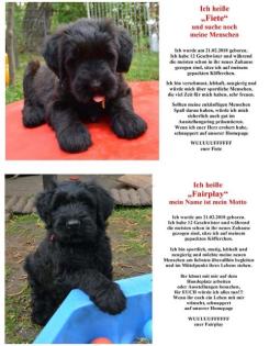 Briard Welpen vom Forsthaus Papenberg