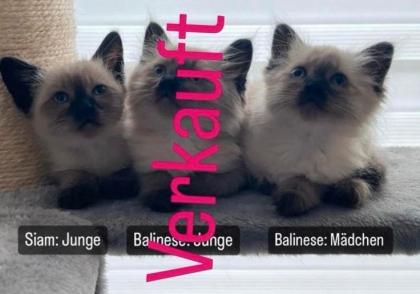 Kitty Siam Balinese