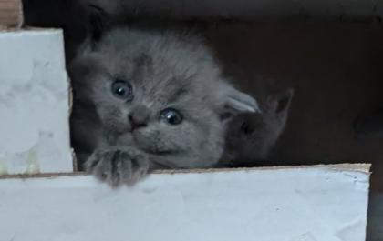 Wir bieten liebevolle, gut erzogene, reinrassige Britisch-Kurzhaar-Kitten zu erschwinglichen Prei