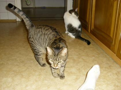 Süße Katzen zu VERSCHENKEN