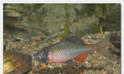 Biotopfische // Fa. Fördefisch