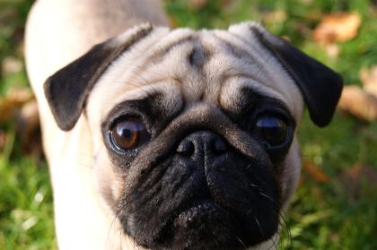 Mops Deckrüde Beige reinrassig Kein Verkauf