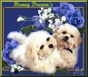 Bichon frise Welpen
