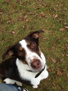 Hundetraining, einzel und gruppenunterricht, welenstunde, sozialisierung, themenabe