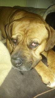 Bordeaux Dogge sucht ein neues Zuhause