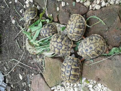 Griechische Landschildkröten Nachzuchten THB aus 2021 und 2021