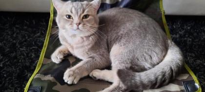 Deckkater Rocky