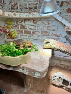 Drago Bartagame sucht neues Zuhause mit Terrarium